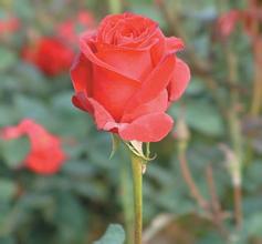 ��Ͳ����Ƶ��Ƶ����Сѧ����ѧ��ϵͳ���꽫��ʽ������ͨ...